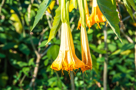 Datura flowers on tree, Thailand.の写真素材