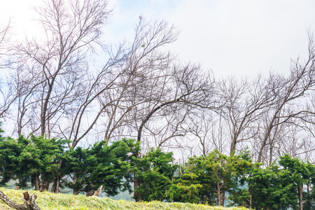 Cherry blossom park at Chiangmai province, Thailand.の写真素材