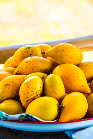 Fresh canistel fruits, Thailand.の写真素材