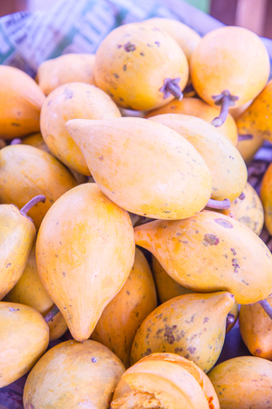 Fresh canistel fruits, Thailand.の写真素材