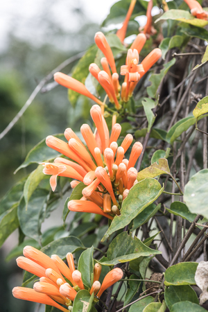 Orange trumpet flowers in park, Thailand.の写真素材