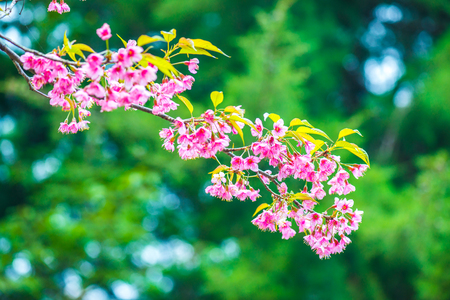 Pink Sakura Flowers in Thai, Thailand.の写真素材