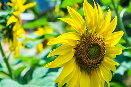 Sunflower field in Thai country, Thailand.の写真素材