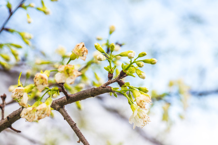 Close Up of Cherry Blossom Flowers, Thailand.