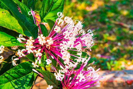 Pink flowers in park, Thailand.の写真素材