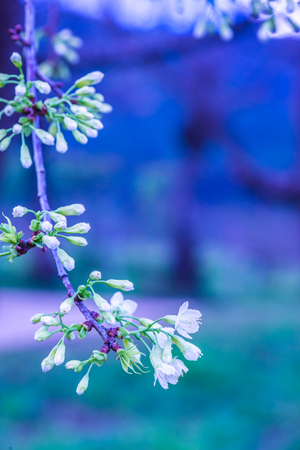 Close Up of Cherry Blossom Flowers, Thailand.の写真素材