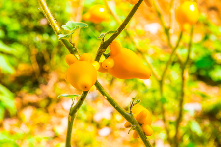 Titty or nipple fruit on plant, Thailand.の写真素材