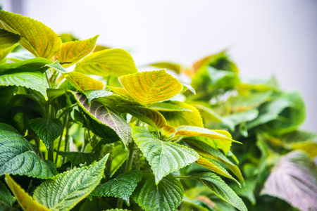 Green leaves background, Thailand.の写真素材