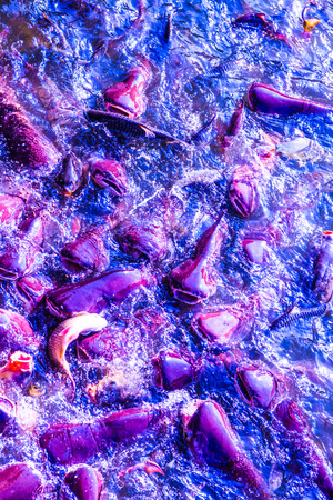 Group of fish in lake, Thailandの写真素材