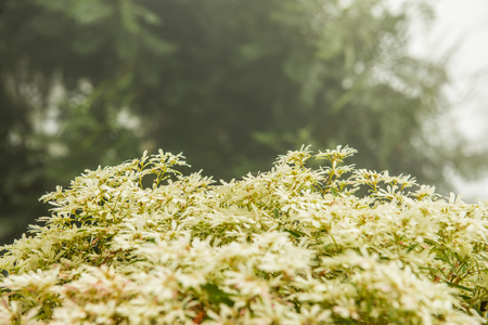 Little white flowers with mist, Thailand.の写真素材