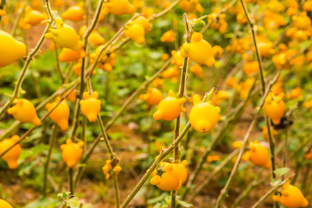 Titty or nipple fruit on plant, Thailand.の写真素材