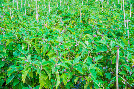 Eggplant tree, Thailand.の写真素材