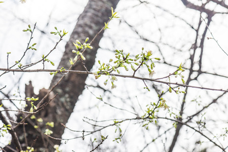Close Up of Cherry Blossom Flowers, Thailand.の写真素材