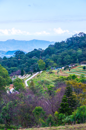 Cherry blossom park at Chiangmai province, Thailand.の写真素材