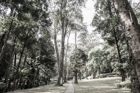 Landscape view of national park, Thailand.の写真素材