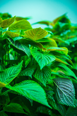 Green leaves background, Thailand.の写真素材