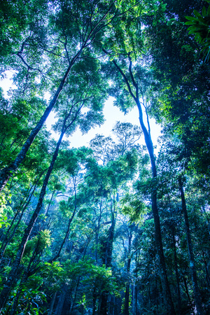 Landscape view of national park, Thailand.の写真素材