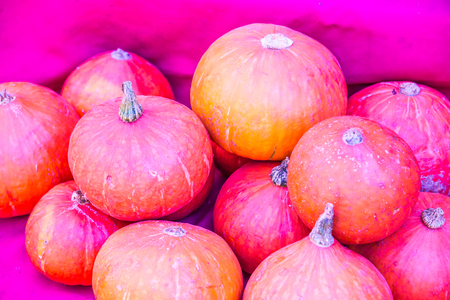 Group of orange pumpkins, Thailand.の写真素材