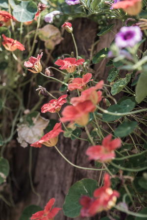 Orange flowers in garden, Thailand.の写真素材