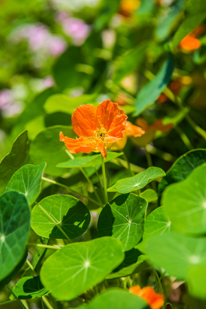 Orange flowers in garden, Thailand.の写真素材