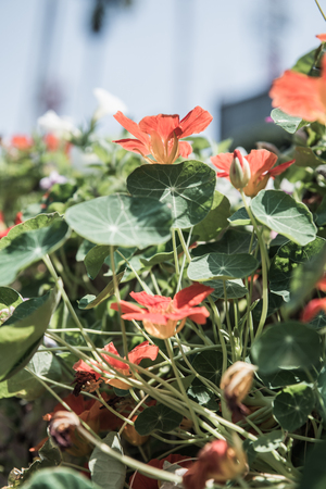 Orange flowers in garden, Thailand.の写真素材