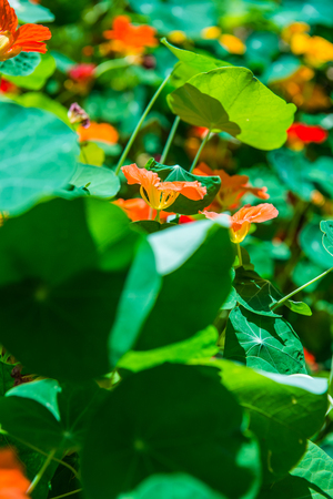 Orange flowers in garden, Thailand.の写真素材