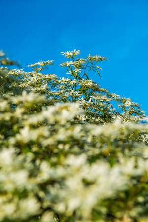 Little white flowers with blue sky, Thailand.の写真素材