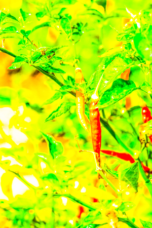 Fresh chili on plant, Thailandの写真素材