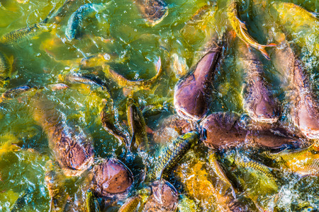Group of fish in lake, Thailandの写真素材