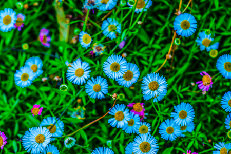 Little white flowers in the park, Thailand.の写真素材