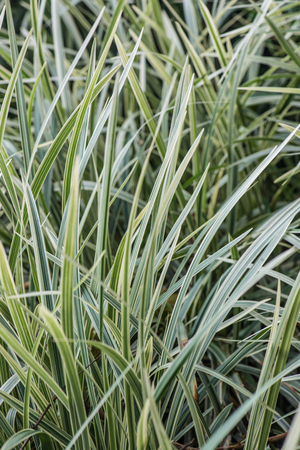 Green leaves in the garden, Thailand.の写真素材