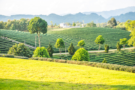Landscape view of tea farm in Thai, Thailand.の写真素材