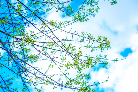 Close Up of Cherry Blossom Flowers, Thailand.の写真素材