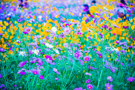 Beautiful cosmos flowers, Thailand.の写真素材