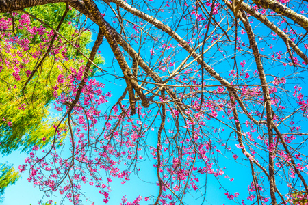 Cherry blossom trees with blue sky, Thailand.の写真素材