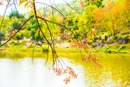 Cherry blossom trees with lake in Thai, Thailand.の写真素材