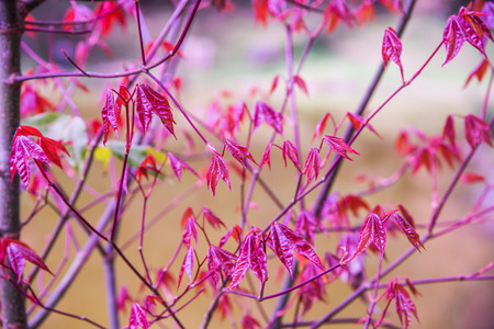 Maple leaves with natural background, Thailand.