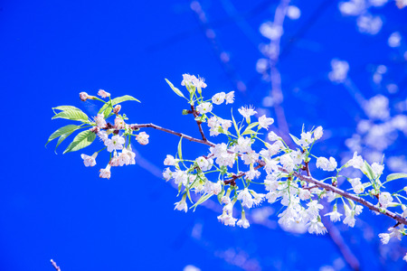 White cherry blossom flower with sky, Thailand.