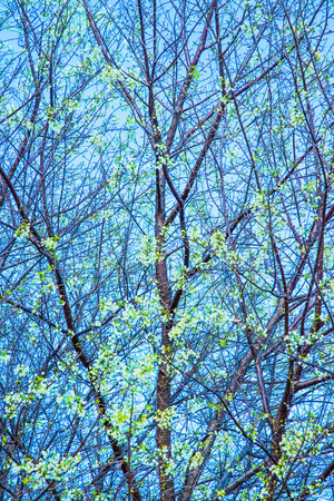 White cherry blossom flower with sky, Thailand.の写真素材
