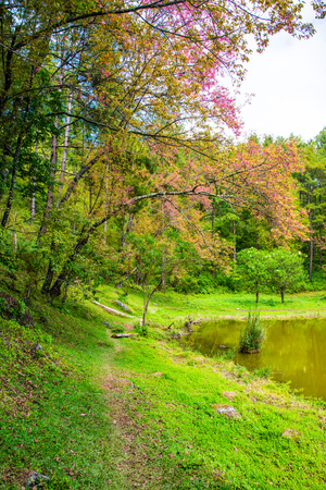 Cherry blossom trees with lake in Thai, Thailand.の写真素材