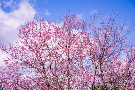 Cherry blossom flower with sky, Thailand.の写真素材
