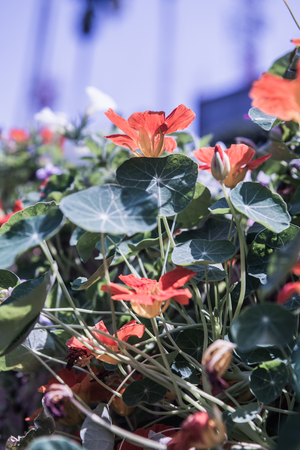 Orange flowers in garden, Thailand.の写真素材