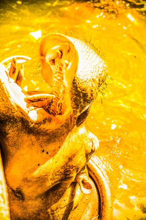 Hippopotamus in the water, Thailand.の写真素材