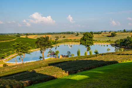 Tea farm with lake in Thai, Thailand.の写真素材