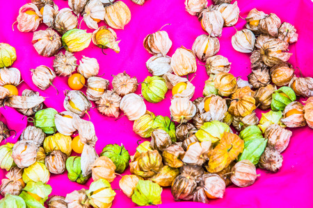 Fresh cape gooseberry on pink cloth, Thailand.の写真素材
