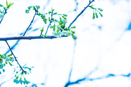 Close Up of Cherry Blossom Flowers, Thailand.の写真素材