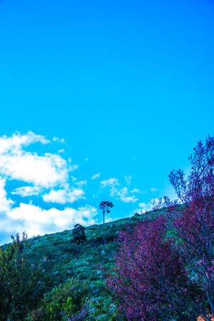 Mountain view of Doi Pha Tang at Chiangrai province, Thailand.の写真素材
