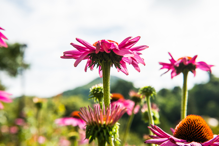 Closeup a pink flower, Thailand.の写真素材