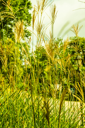 Grass flowers in the park, Thailand.の写真素材