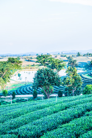 Tea plantation with lake in Thai, Thailand.の写真素材